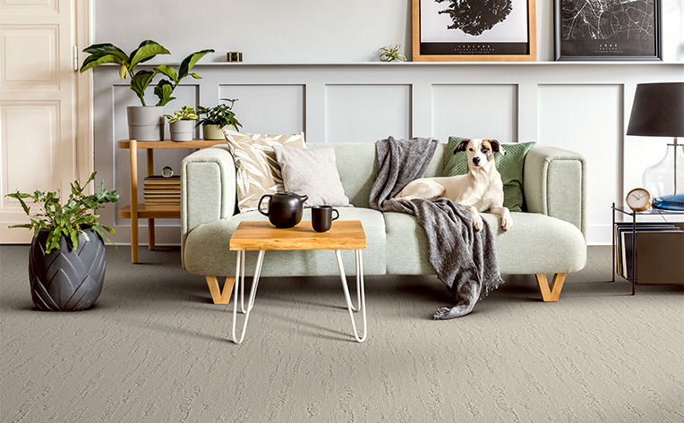 grey carpet with dog sitting on green couch
